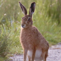 The Wisdom of the March Hare and the Mock Turtle - Musings on Mental Wellness